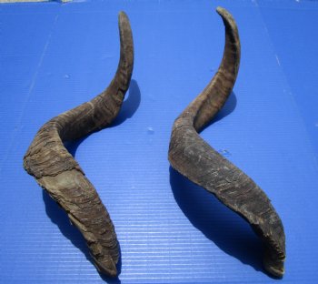 2 Jumbo African Goat Horns, 30 and 31 inches for $24.00 each