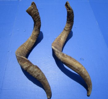 2 Jumbo African Goat Horns, 30 and 31 inches for $24.00 each