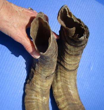 2 Jumbo African Goat Horns, 30 and 31 inches for $24.00 each