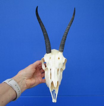 Real Female Springbok Skull with 7 and 6-1/2 inches Horns <font color=red> Good Quality</font>  for $59.99