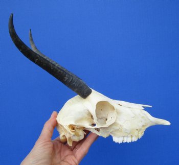 Real Female Springbok Skull with 7 and 6-1/2 inches Horns <font color=red> Good Quality</font>  for $59.99