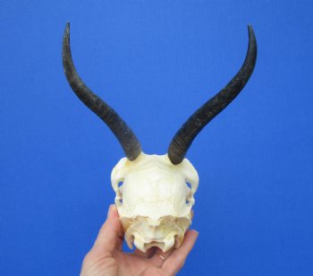 Real Female Springbok Skull with 7 and 6-1/2 inches Horns <font color=red> Good Quality</font>  for $59.99