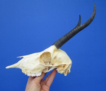 Real Female Springbok Skull with 7 and 6-1/2 inches Horns <font color=red> Good Quality</font>  for $59.99