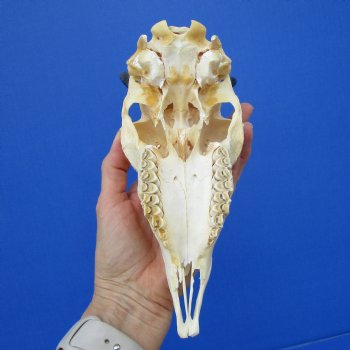 Real Female Springbok Skull with 7 and 6-1/2 inches Horns <font color=red> Good Quality</font>  for $59.99