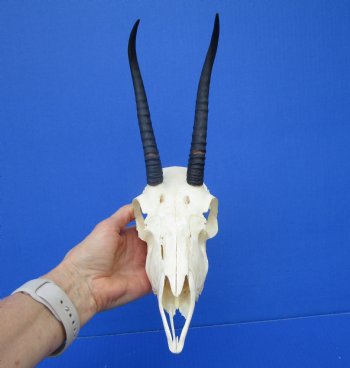 Authentic Female Springbok Skull with 7 and 7-1/4 inches Horns  for $59.99