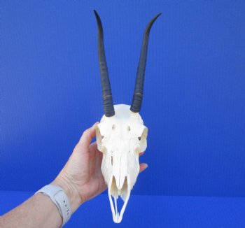 African Female Springbok Skull with 7 inches Horns <font color=red> Good Quality</font> for $64.99