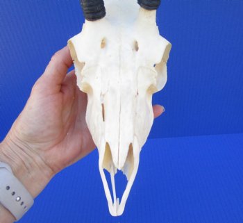 African Female Springbok Skull with 7 inches Horns <font color=red> Good Quality</font> for $64.99