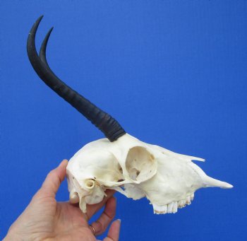 Authentic Female Springbok Skull with 7 and 7-1/4 inches Horns  for $59.99