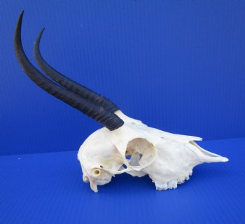 African Female Springbok Skull with 7 inches Horns <font color=red> Good Quality</font> for $64.99