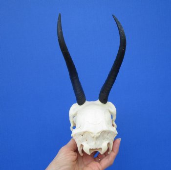 Authentic Female Springbok Skull with 7 and 7-1/4 inches Horns  for $59.99