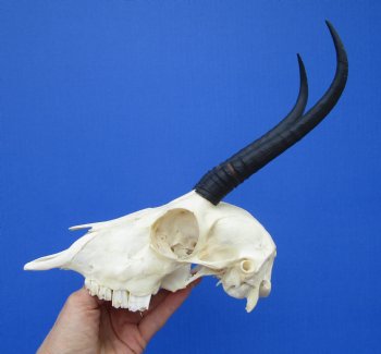 Authentic Female Springbok Skull with 7 and 7-1/4 inches Horns  for $59.99