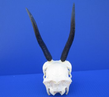 African Female Springbok Skull with 7 inches Horns <font color=red> Good Quality</font> for $64.99