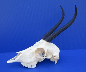 African Female Springbok Skull with 7 inches Horns <font color=red> Good Quality</font> for $64.99