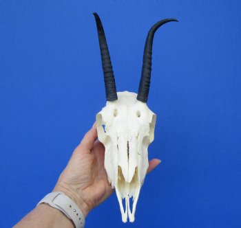 African Female Springbok Skull with 6 and 5-3/4 inches Horns for $59.99