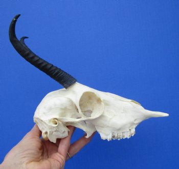 African Female Springbok Skull with 6 and 5-3/4 inches Horns for $59.99