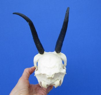 African Female Springbok Skull with 6 and 5-3/4 inches Horns for $59.99