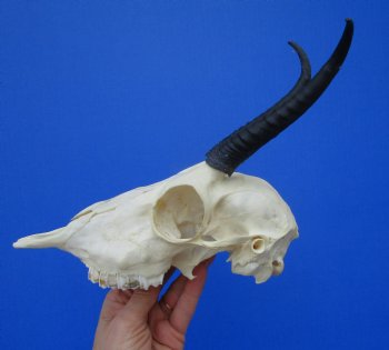 African Female Springbok Skull with 6 and 5-3/4 inches Horns for $59.99