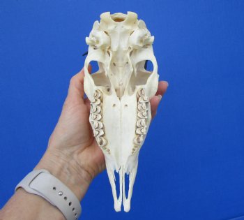 African Female Springbok Skull with 6 and 5-3/4 inches Horns for $59.99