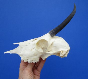 Female Springbok Damaged Skull with 5-1/2 inches <font color=red> Grade B Quality</font> for $44.99