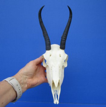 African Female Springbok Damaged Skull with 6-1/4 inches Horns <font color=red> Grade B Quality</font> for $44.99