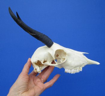 African Female Springbok Damaged Skull with 6-1/4 inches Horns <font color=red> Grade B Quality</font> for $44.99