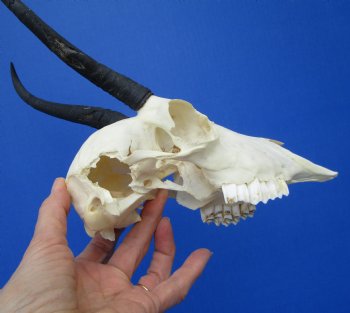 African Female Springbok Damaged Skull with 6-1/4 inches Horns <font color=red> Grade B Quality</font> for $44.99