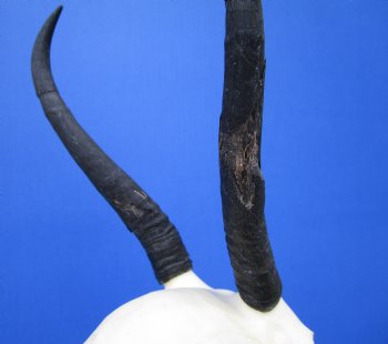 African Female Springbok Damaged Skull with 6-1/4 inches Horns <font color=red> Grade B Quality</font> for $44.99