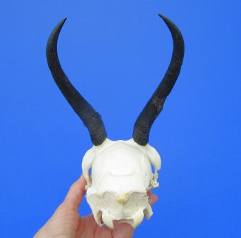 African Female Springbok Damaged Skull with 6-1/4 inches Horns <font color=red> Grade B Quality</font> for $44.99