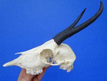 African Female Springbok Damaged Skull with 6-1/4 inches Horns <font color=red> Grade B Quality</font> for $44.99