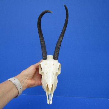 African Female Springbok Damaged Skull with 8-3/4 and 9 inches Horns <font color=red> Grade B Quality</font> for $44.99