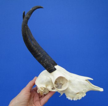 African Female Springbok Damaged Skull with 8-3/4 and 9 inches Horns <font color=red> Grade B Quality</font> for $44.99