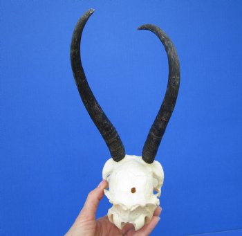 African Female Springbok Damaged Skull with 8-3/4 and 9 inches Horns <font color=red> Grade B Quality</font> for $44.99