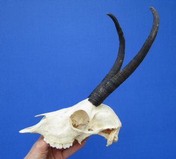 African Female Springbok Damaged Skull with 8-3/4 and 9 inches Horns <font color=red> Grade B Quality</font> for $44.99