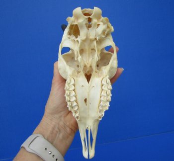 African Female Springbok Damaged Skull with 8-3/4 and 9 inches Horns <font color=red> Grade B Quality</font> for $44.99