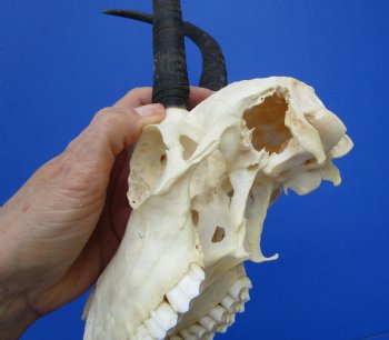 African Female Springbok Damaged Skull with 8-3/4 and 9 inches Horns <font color=red> Grade B Quality</font> for $44.99