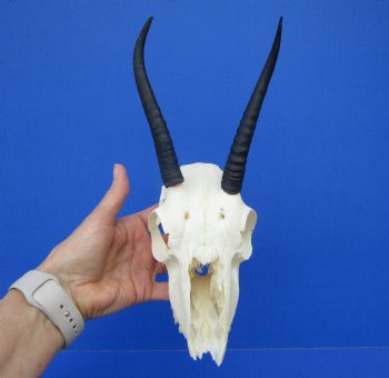 Female Springbok Damaged Skull with 5-1/2 and 5-3/4 inches Horns <font color=red> Craft Grade Quality</font> for $34.99