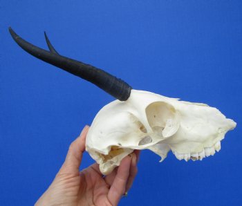 Female Springbok Damaged Skull with 5-1/2 and 5-3/4 inches Horns <font color=red> Craft Grade Quality</font> for $34.99