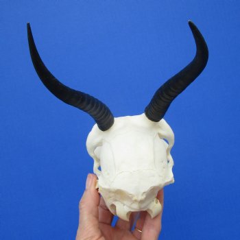 Female Springbok Damaged Skull with 5-1/2 and 5-3/4 inches Horns <font color=red> Craft Grade Quality</font> for $34.99