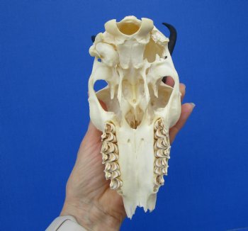 Female Springbok Damaged Skull with 5-1/2 and 5-3/4 inches Horns <font color=red> Craft Grade Quality</font> for $34.99