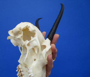 Female Springbok Damaged Skull with 5-1/2 and 5-3/4 inches Horns <font color=red> Craft Grade Quality</font> for $34.99