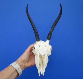 Female Springbok Damaged Skull with 6-3/4 inches Horns <font color=red> Craft Grade Quality</font> for $29.99