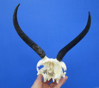 Female Springbok Damaged Skull with 6-3/4 inches Horns <font color=red> Craft Grade Quality</font> for $29.99