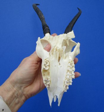 Female Springbok Damaged Skull with 6-3/4 inches Horns <font color=red> Craft Grade Quality</font> for $29.99