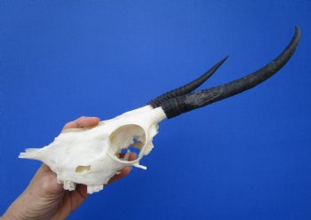 Female Springbok Damaged Skull with 6-3/4 inches Horns <font color=red> Craft Grade Quality</font> for $29.99