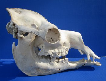 17-3/4 inches Dromedary Camel Skull with Lower Jaw, Grade B quality, for $149.99 <FONT COLOR=RED> SALE $124.99</FONT>