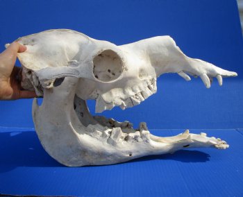 17-3/4 inches Dromedary Camel Skull with Lower Jaw, Grade B quality, for $149.99 <FONT COLOR=RED> SALE $124.99</FONT>