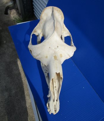 17-3/4 inches Dromedary Camel Skull with Lower Jaw, Grade B quality, for $149.99 <FONT COLOR=RED> SALE $124.99</FONT>