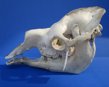 17-3/4 inches Dromedary Camel Skull with Lower Jaw, Grade B quality, for $149.99 <FONT COLOR=RED> SALE $124.99</FONT>