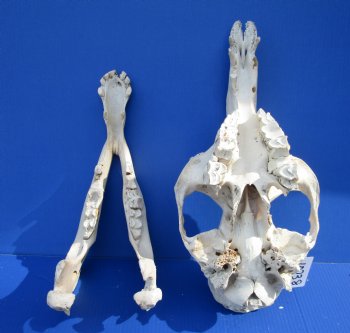 17-3/4 inches Dromedary Camel Skull with Lower Jaw, Grade B quality, for $149.99 <FONT COLOR=RED> SALE $124.99</FONT>