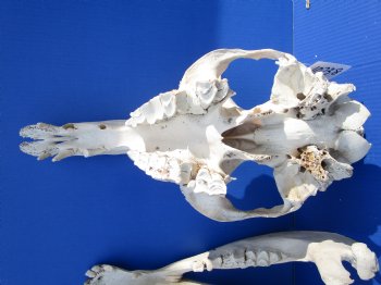 17-3/4 inches Dromedary Camel Skull with Lower Jaw, Grade B quality, for $149.99 <FONT COLOR=RED> SALE $124.99</FONT>